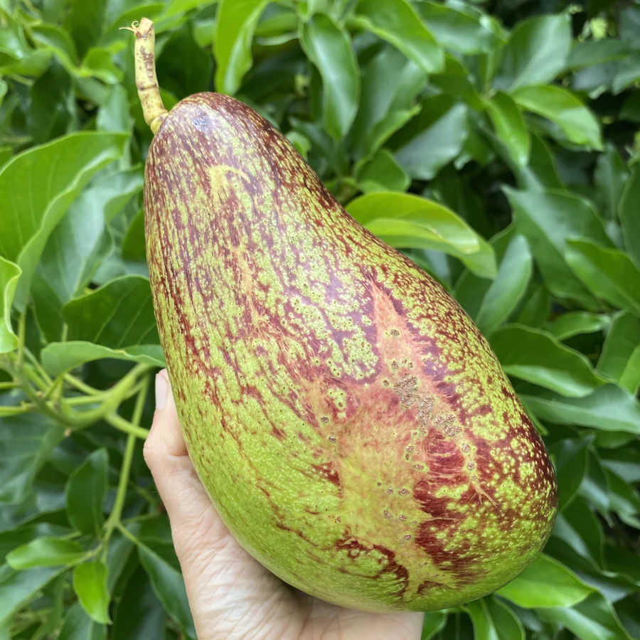 image_9c67ee43-4066-4c45-b348-fef2d6f83f8d_900x