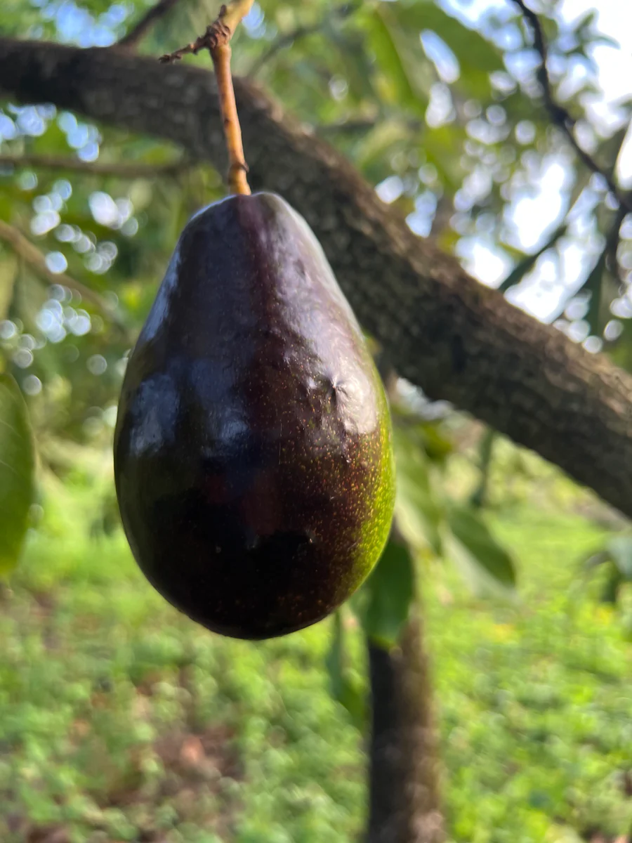 image_9ca83c9f-d16d-4de8-8dc2-5a876ffce68f_900x