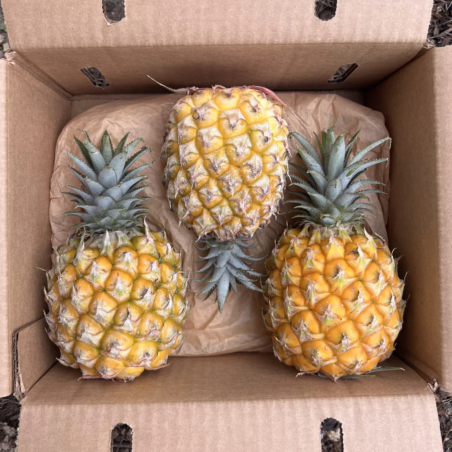 image_a70fb402-8c90-466f-a0a8-6c97efff6804_900x