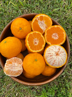 image_a899af73-6fe1-40b3-acfe-39475aa5844f_300x