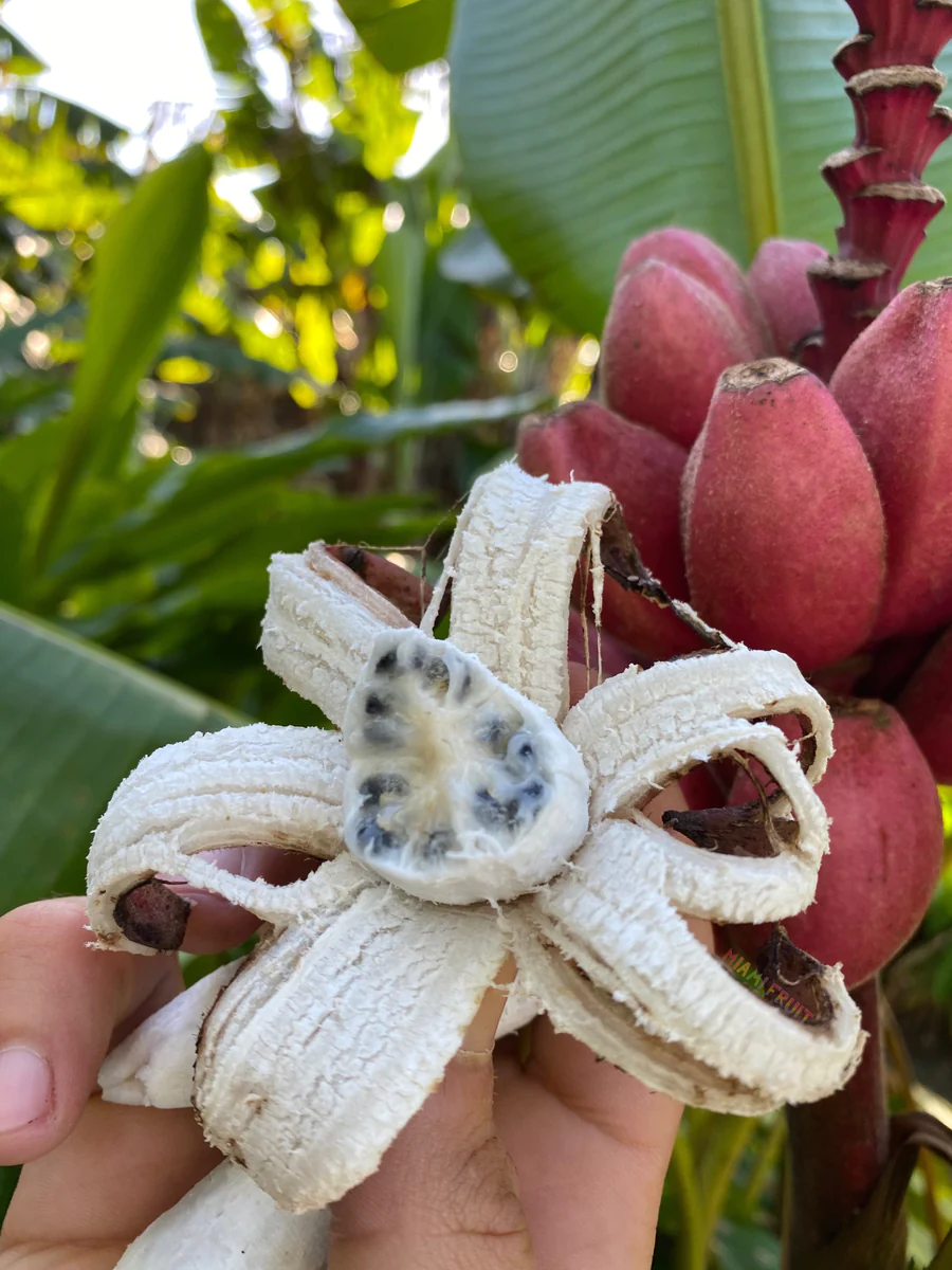 image_aebf622a-b28f-4cd2-b46f-92c3d5cdbec7_900x