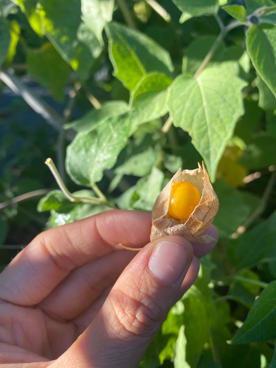 image_b2189468-285f-4743-8f28-35a67562d191_900x