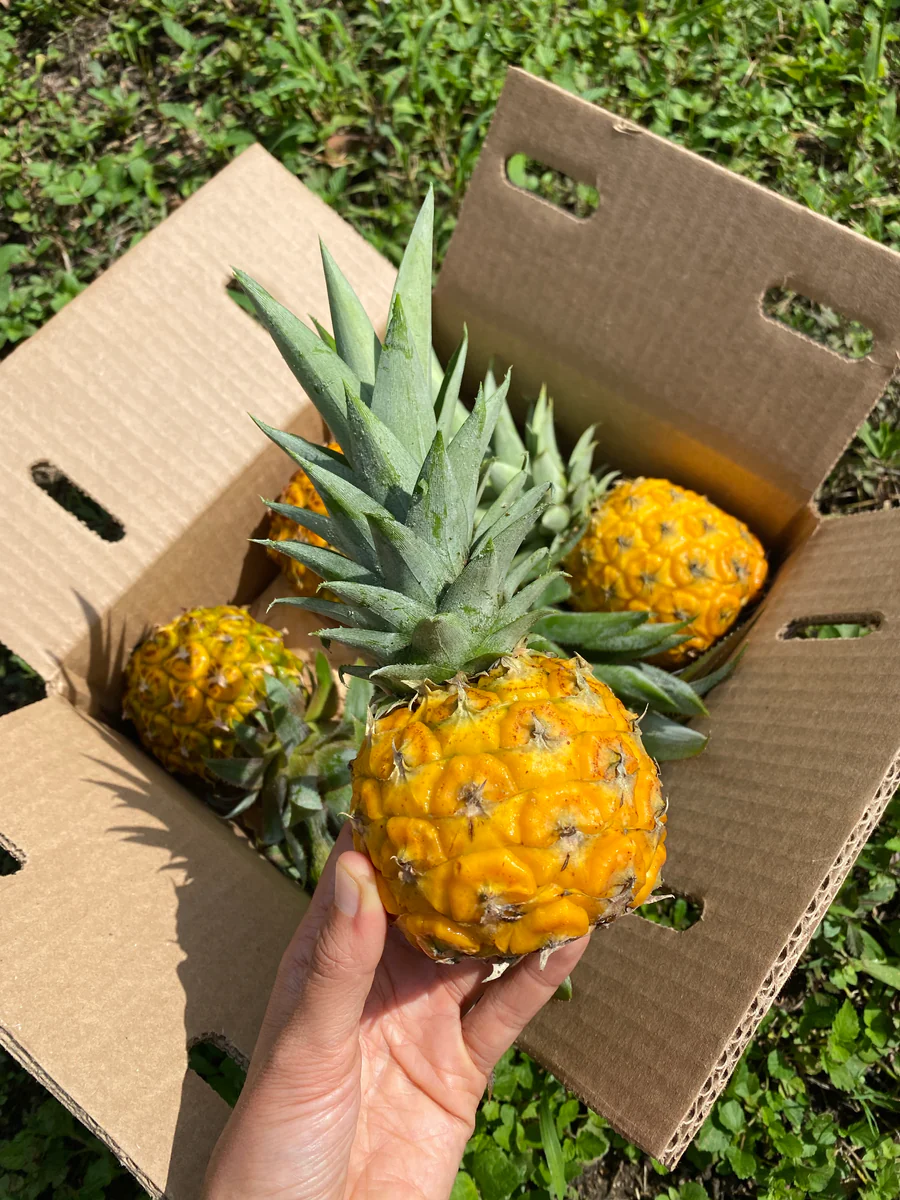 image_b7843fd5-030f-436a-b9b8-56be7f5901ea_900x