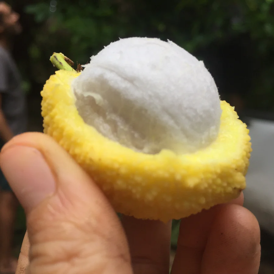 image_b85fad31-6fc4-4365-9e81-1f68ed10d9a2_900x