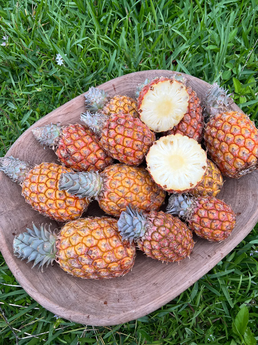 image_b96531e4-88a3-4383-a329-d88b6d2304ee_900x