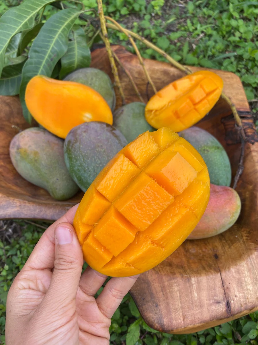 image_b967b9e3-f2ed-4b96-b699-59ef7f2a15f9_900x