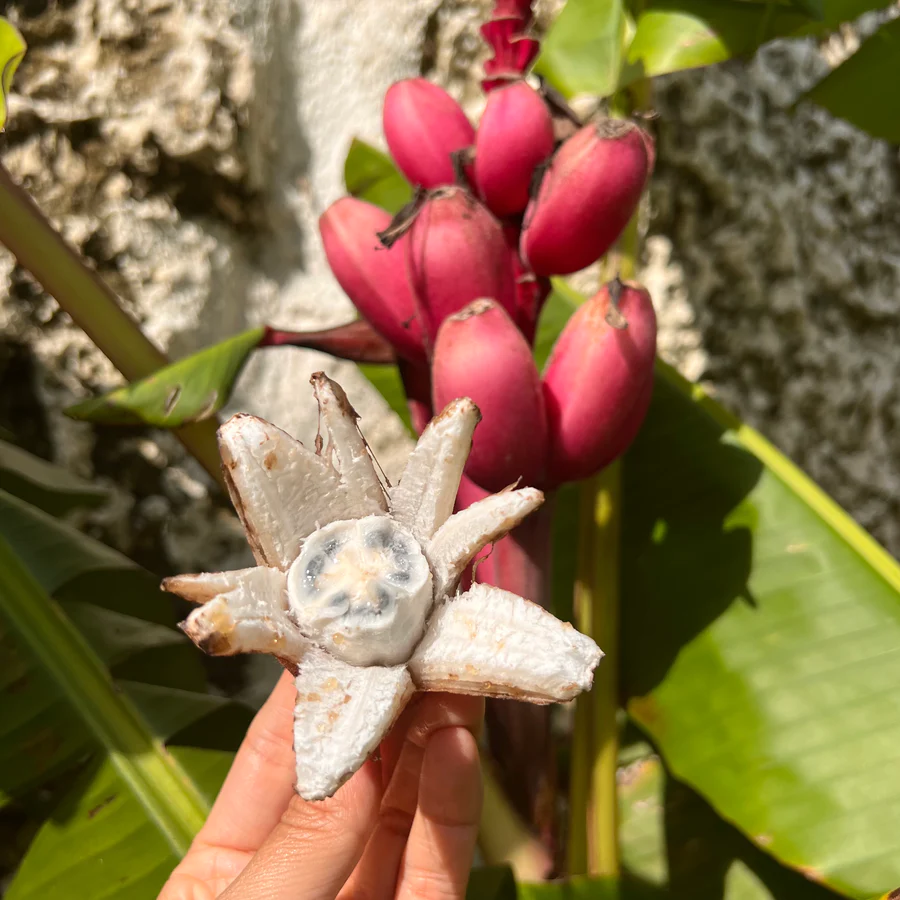 image_ba58fb15-fb31-4ebf-9743-374c4fea6edb_900x