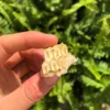 FREEZE DRIED MONSTERA DELICIOSA
