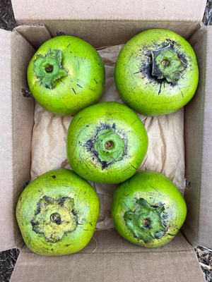 image_c96198a8-11b8-481e-a9b4-20e06c11d088_300x