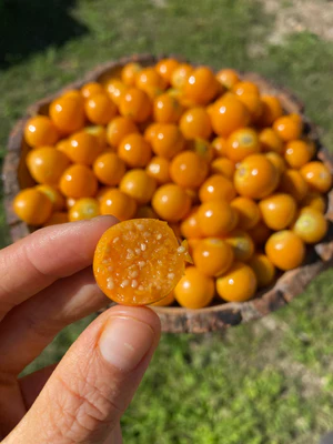 image_c97261df-7e51-4975-8163-3a58baf3599a_300x