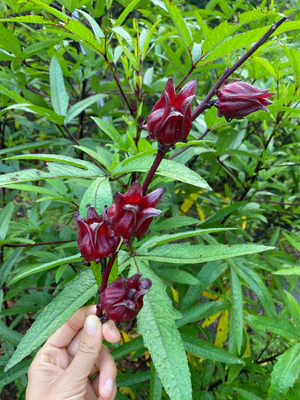 image_cc66378e-d41e-42c2-807f-4e372f3fc7d1_300x