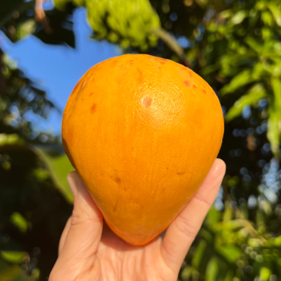 image_ccd05fe5-d7ed-4fbc-85d9-db222bfbdc69_900x