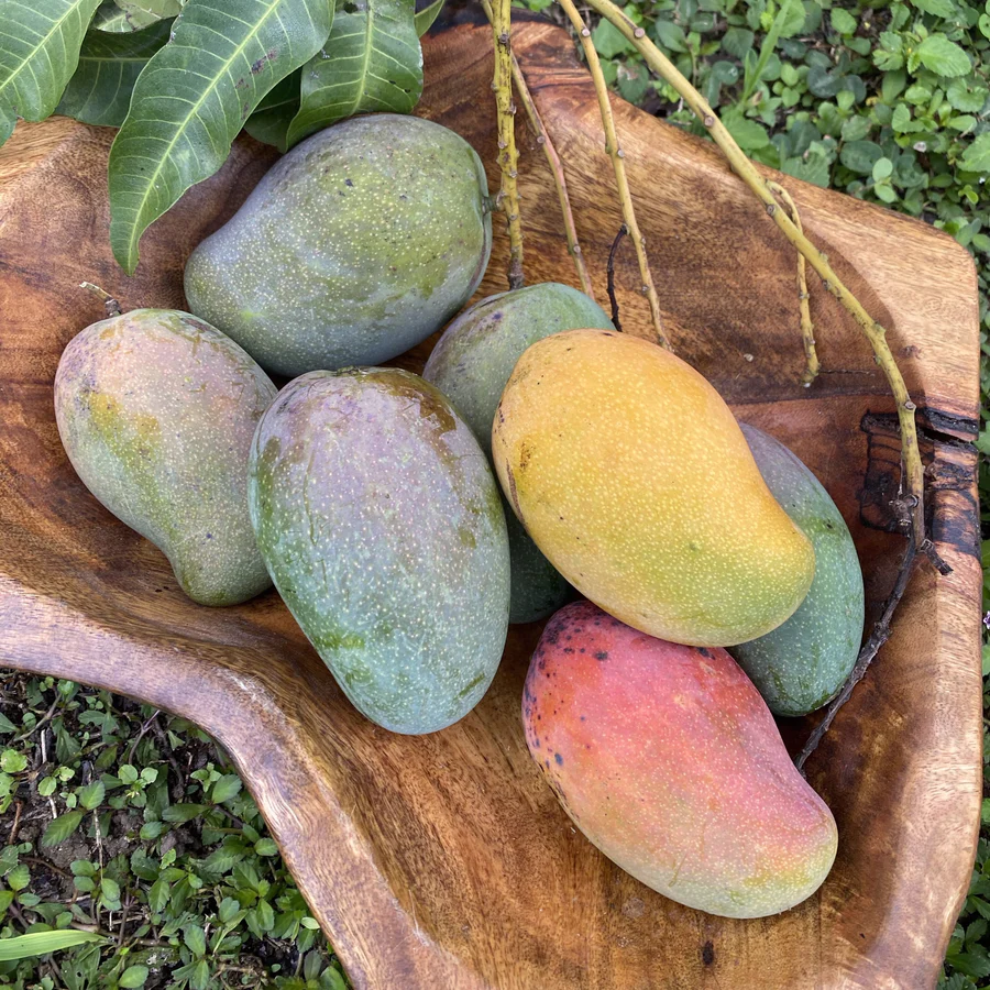 image_d368b9fa-38d3-4259-9acd-f50a4f7f8a09_900x