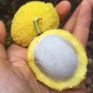 CHARICHUELO *PRE-ORDER* *EXTREMELY RARE*