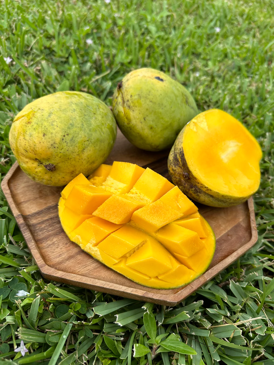 image_e307510c-6ad2-432c-b1e6-0c0d1c31ffbf_900x