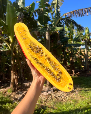 image_e434bdfa-7dfd-4905-a023-46adf8b918f9_300x