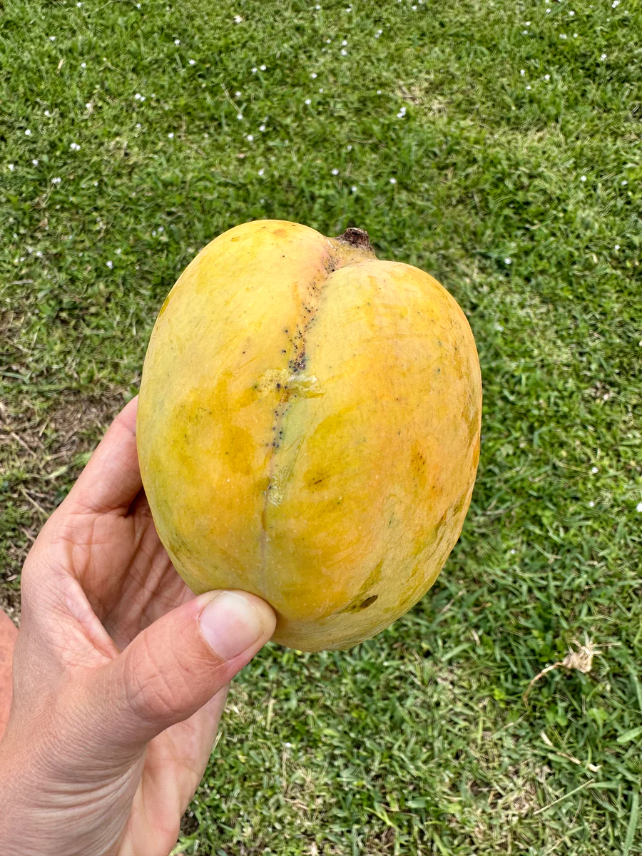 image_e84eb509-8702-4126-92fa-a7f47109f3ff_900x