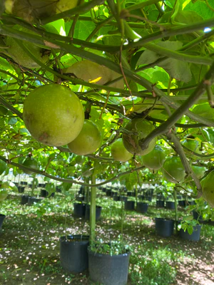 image_eddc74ee-4e03-47ac-8f8c-27558fc3c62f_300x