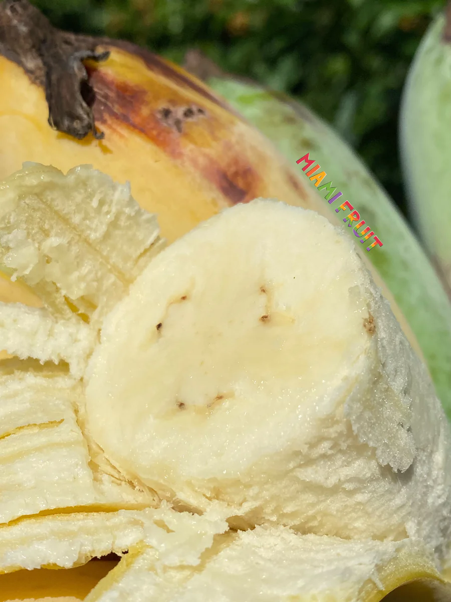 image_ee6eb38b-2886-4779-9dbb-8aa915fbaf88_900x