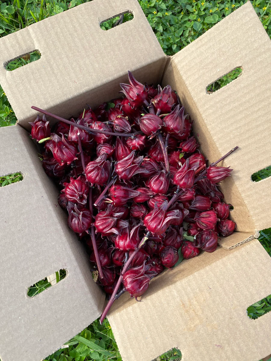 image_f14cd879-5950-473a-b52a-2f34c8df46c2_900x