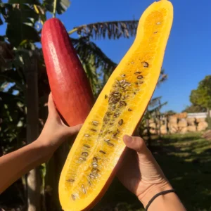 CASSABANANA FRUIT *PRE-ORDER*