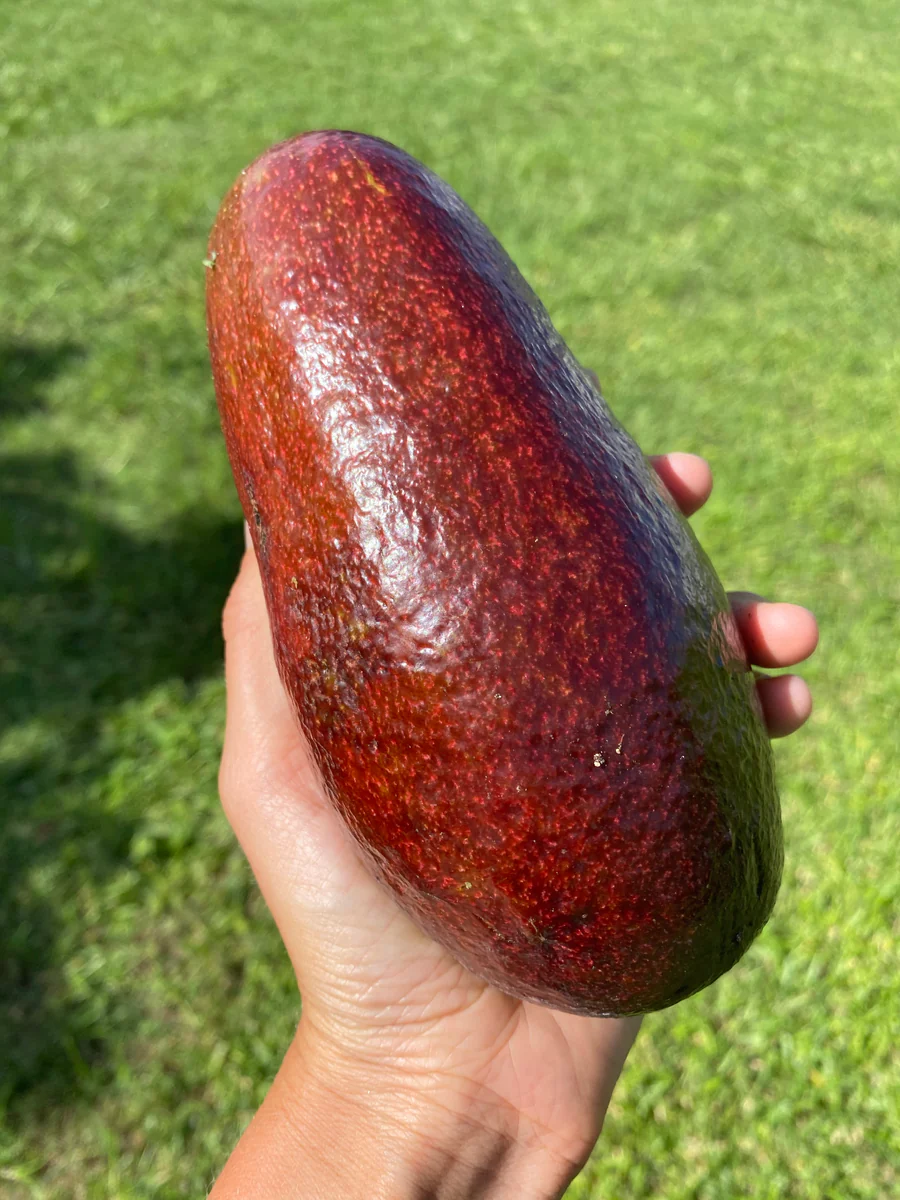 image_f2108f00-d65b-47da-8195-f85af3c83d2e_900x