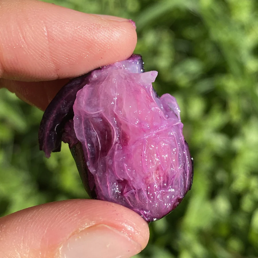 image_f2d0d092-7141-4f81-a5a6-72860481acf9_900x