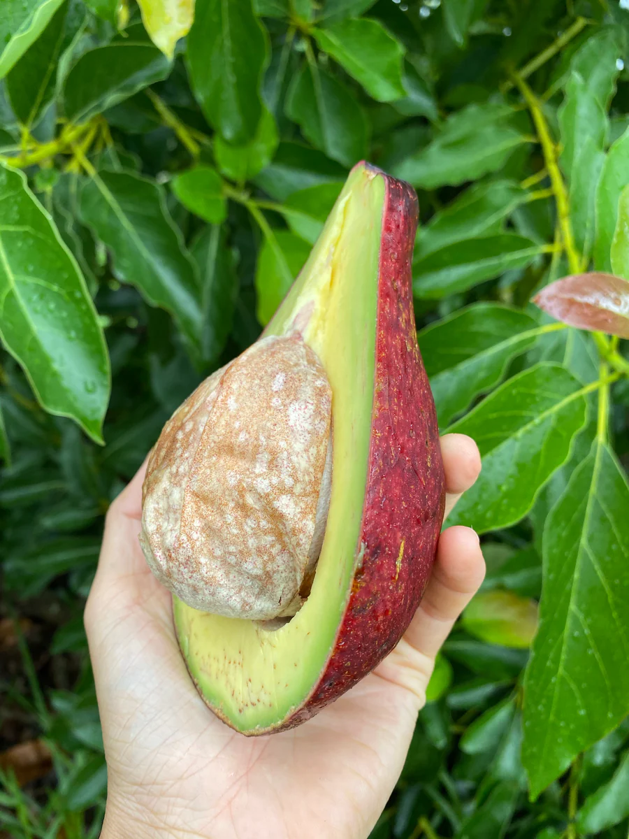 image_f32a29f3-7106-41fb-8898-b2e0bda47a26_900x