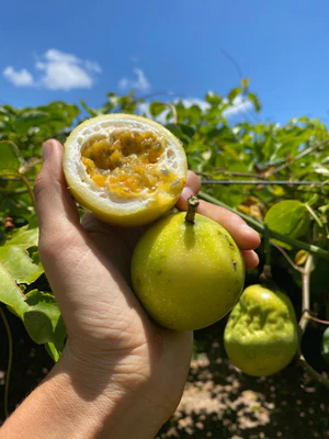 image_ff4d7108-4416-4433-b0fd-88995efd6a0e_300x