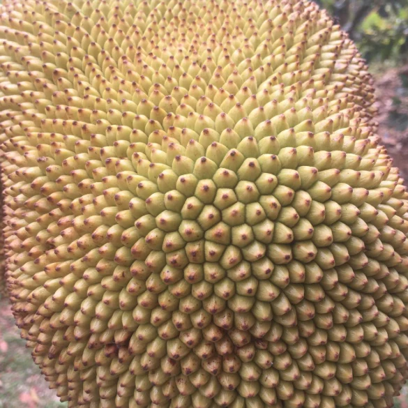 jackfruit_-_miami_fruit_-_tropical_fruit_600x