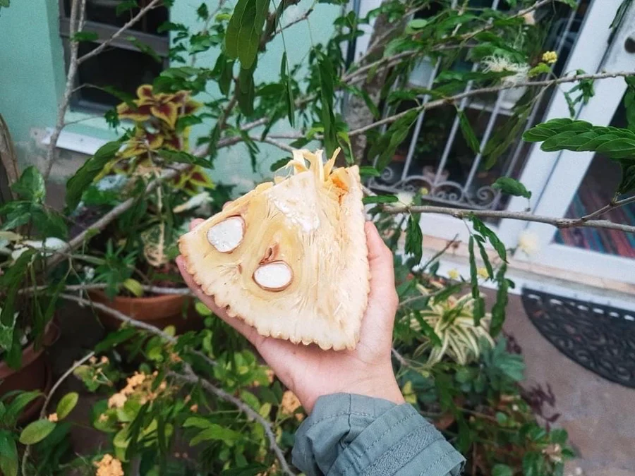 jackfruit_900x