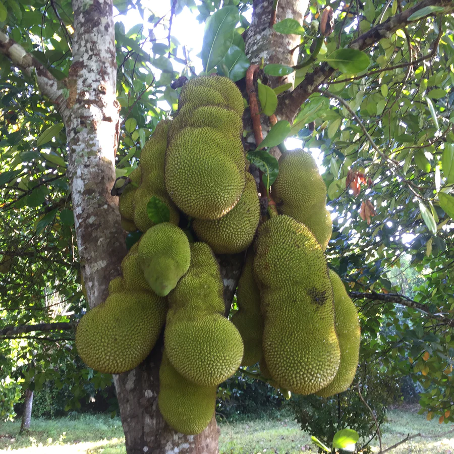 jackfruit_miamifruit_900x