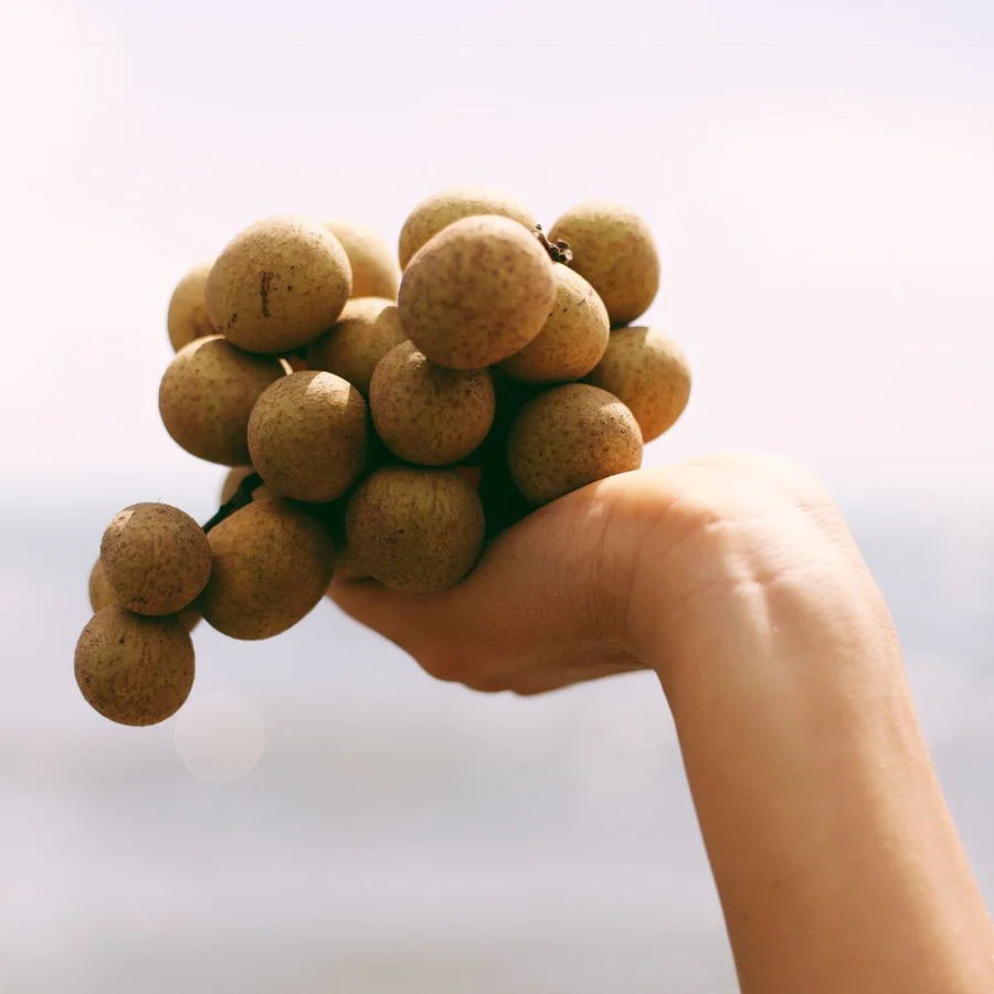 longan_hand_miamifruit_900x