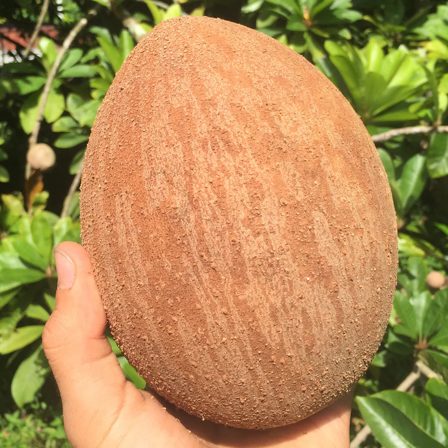 mamey_sapote_-_miami_fruit_-_tropical_fruit_900x
