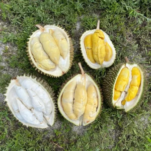 DURIAN PARTY BOX - MUSANG KING, D24, D101, HULU, & RED PRAWN