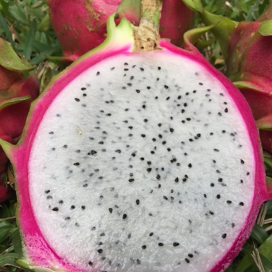 order_dragonfruit_online_miamifruit_900x