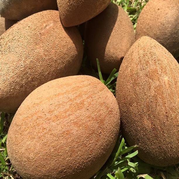 order_mamey_sapote_online_at_miamifruit.org_900x