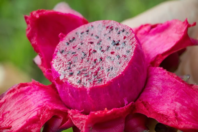 order_red_dragonfruit_medical_medium_miamifruit_900x