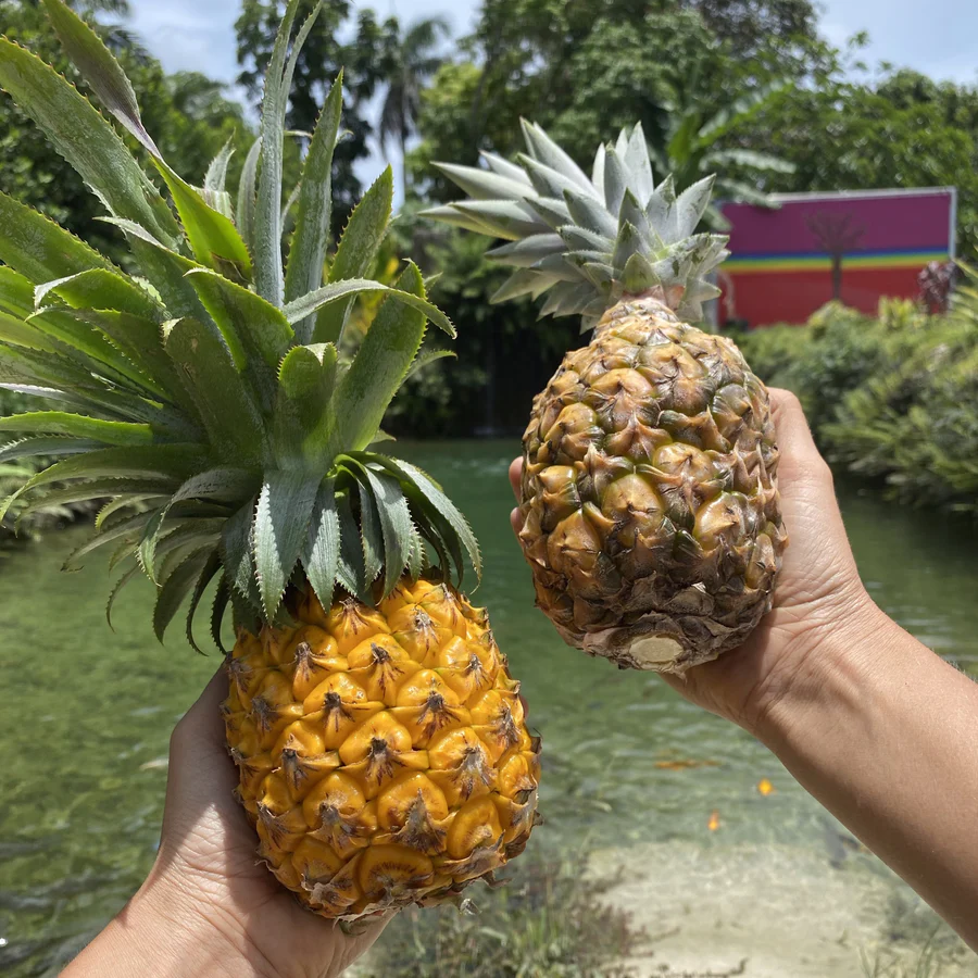 pineapplemiamifruit2_900x