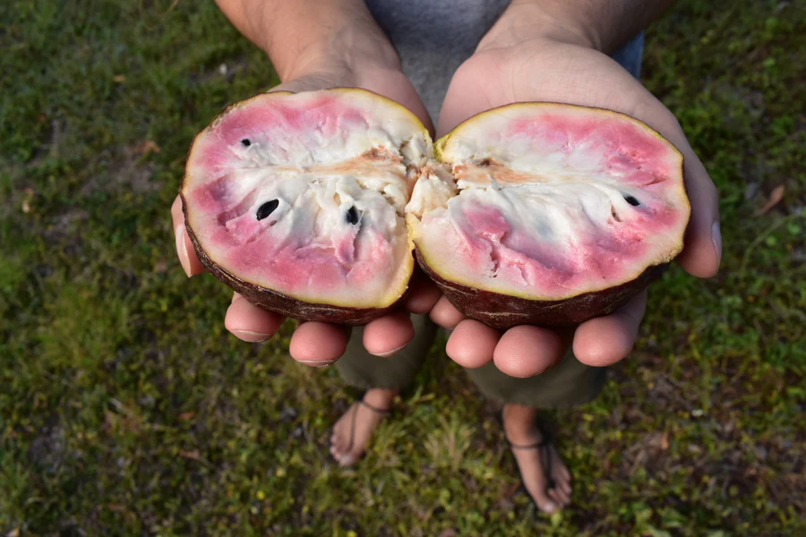 pink_custard_apple_annona_2_900x