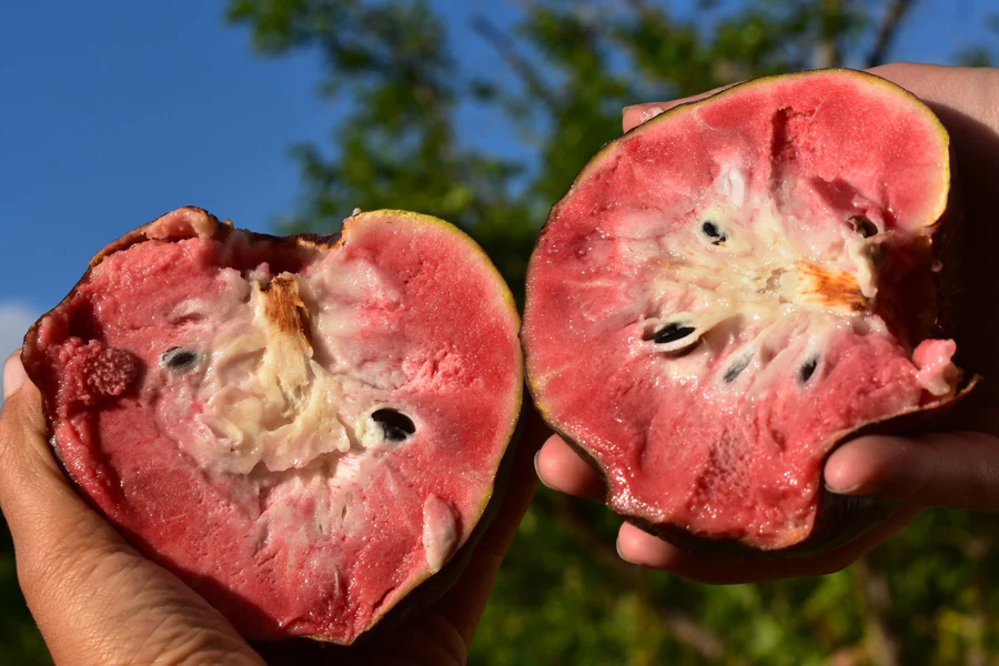 pink_custard_apple_annona_4_900x