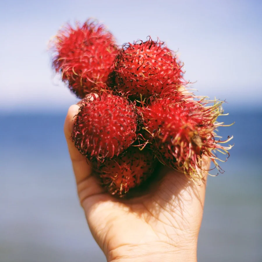 rambutan_beach_900x