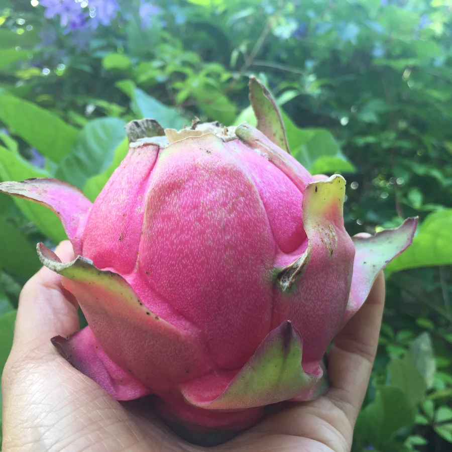 rare_red_dragonfruit_medical_medium_miamifruit.org_900x