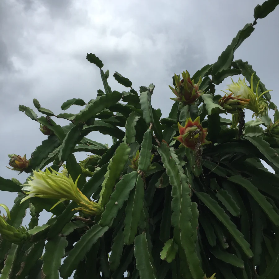 red_dragonfruit_on_the_vine_miamifruit_900x