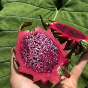 RED DRAGONFRUIT (PITAYA) BOX