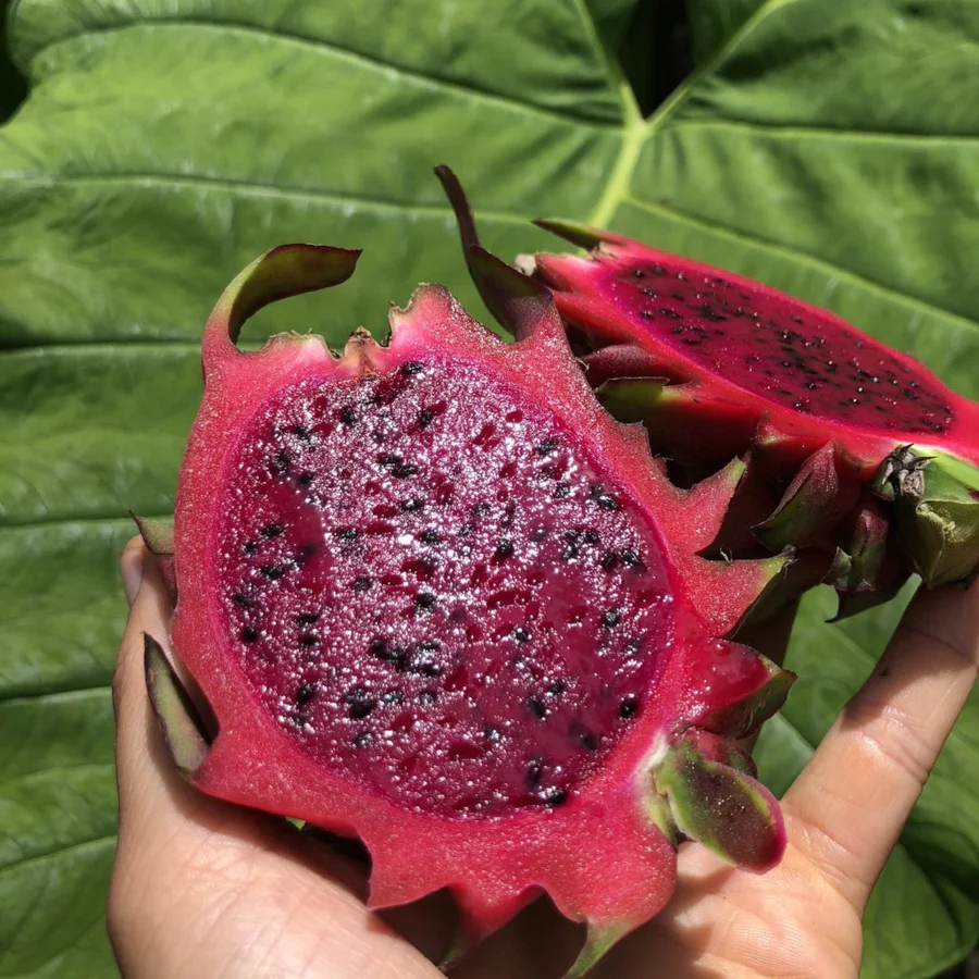 red_dragonfruit_with_green_leaf_900x