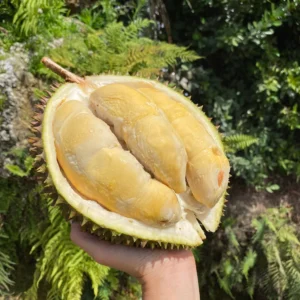 RED PRAWN DURIAN