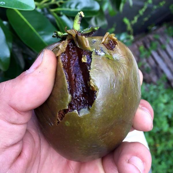 ripe_black_sapote_miamifruit_600x