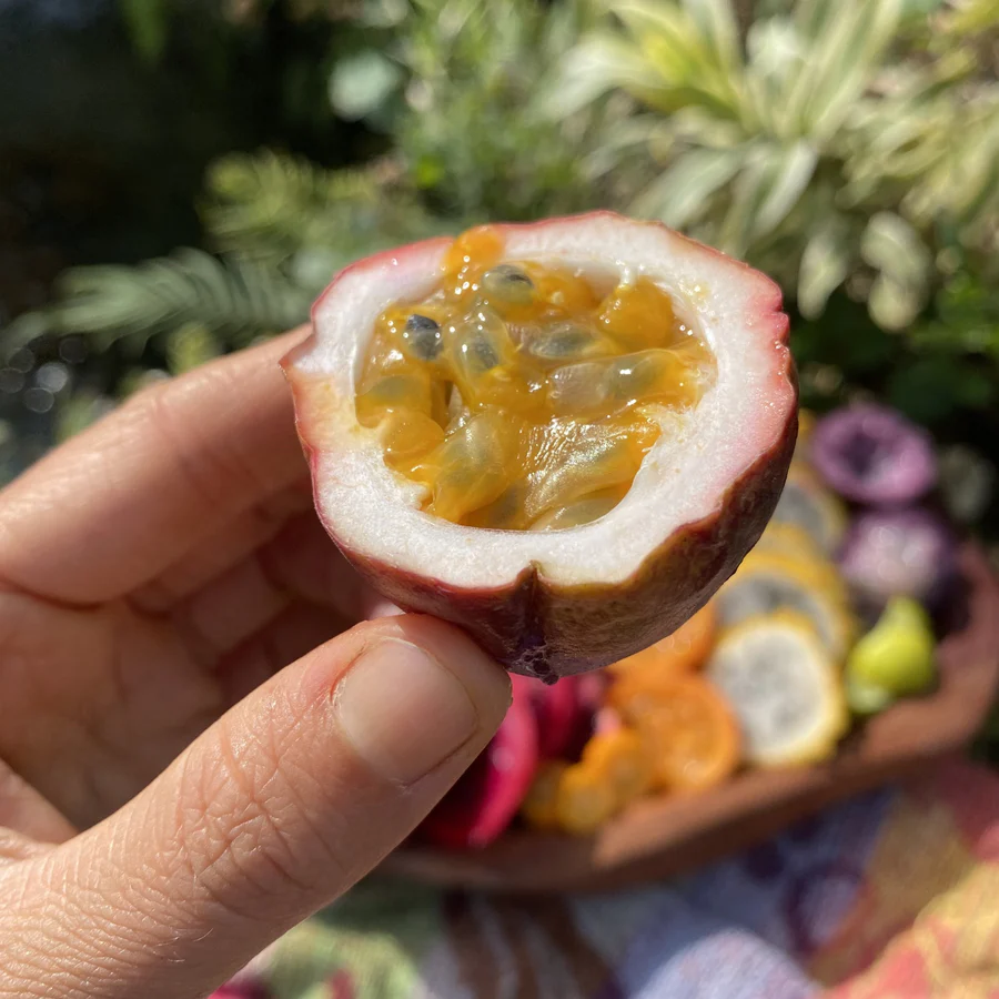 smallsweetpurplepassionfruit2_900x