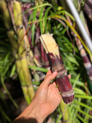 sugar_cane_chinese_new_year_300x